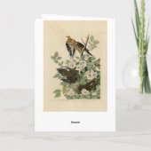 Carolina Turtle Dove Mourning Dove Audubon Vögel Karte (Rückseite)