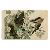 Carolina Turtle Dove Mourning Dove Audubon Vögel Magnet (Horizontal)