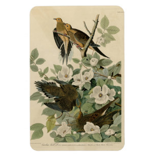 Carolina Turtle Dove Mourning Dove Audubon Vögel Magnet