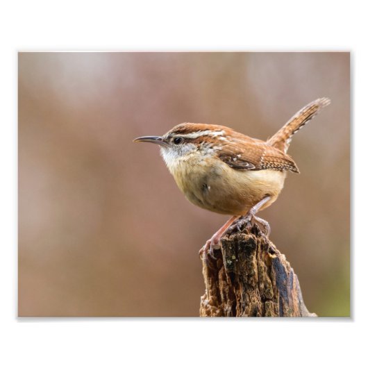 Carolina Wren Bird Fotodruck (Vorne)