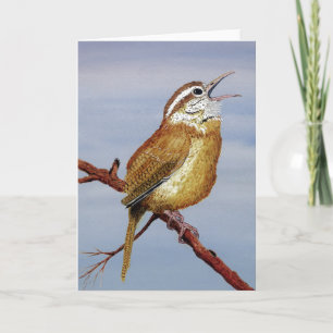 Carolina Wren Greeting Card Karte