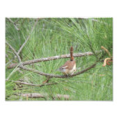 Carolina Wren in Pine Tree Foto Print (Vorne)