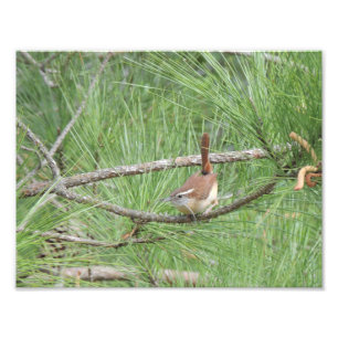 Carolina Wren in Pine Tree Foto Print