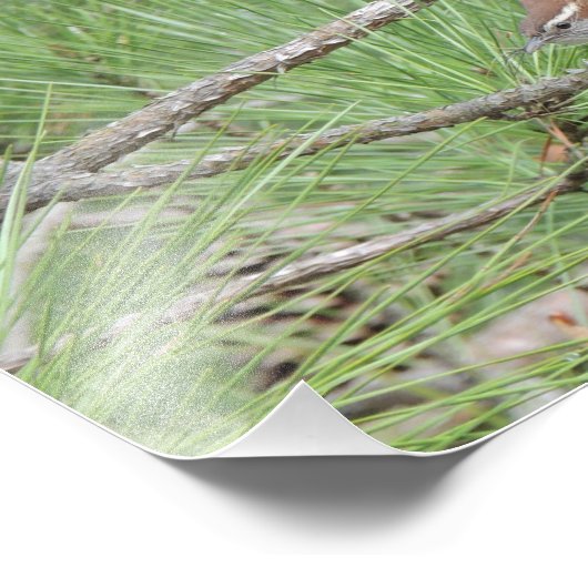 Carolina Wren in Pine Tree Foto Print (Ecke)