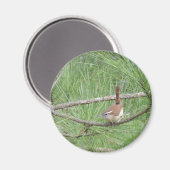 Carolina Wren in Pine Tree Magnet (Vorderseite/Rückseite)