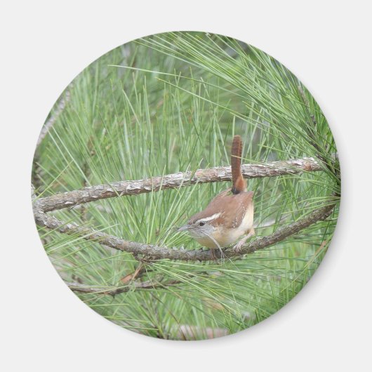 Carolina Wren in Pine Tree Magnet (Vorne)