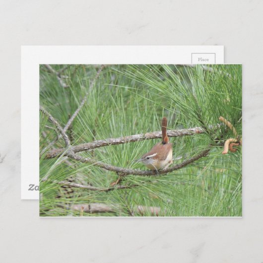 Carolina Wren in Pine Tree Postkarte (Vorne/Hinten)