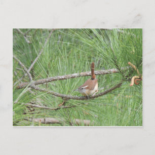 Carolina Wren in Pine Tree Postkarte
