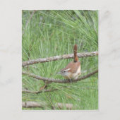 Carolina Wren in Pine Tree Postkarte (Vorderseite)