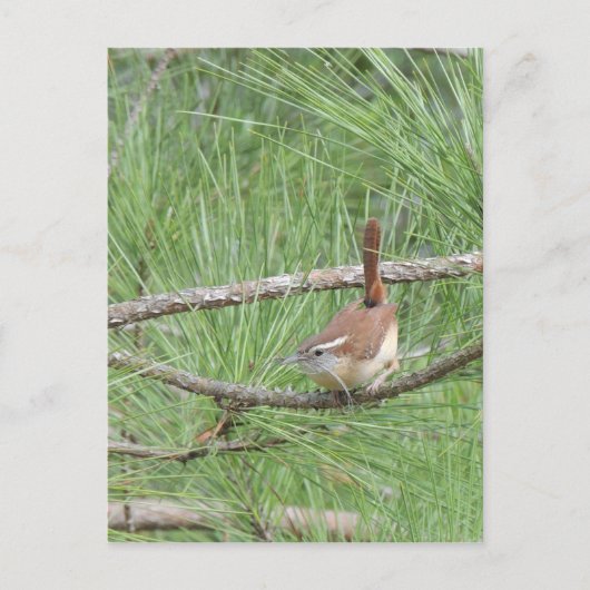Carolina Wren in Pine Tree Postkarte (Vorderseite)