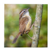 Carolina Wren Keramik Foto Tile Fliese (Vorderseite)
