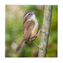 Carolina Wren Keramik Foto Tile