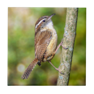 Carolina Wren Keramik Foto Tile Fliese