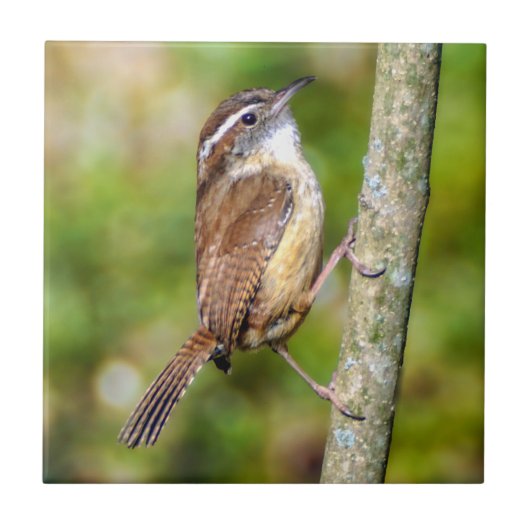 Carolina Wren Keramik Foto Tile Fliese (Vorderseite)