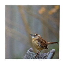 Carolina Wren Keramik Tile Fliese