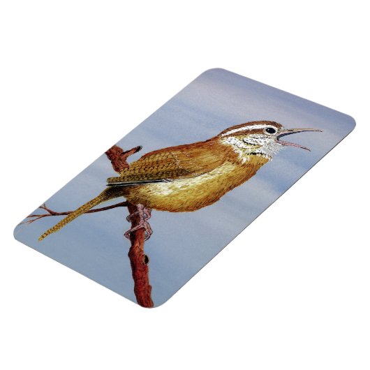 Carolina Wren Magnet (Linke Seite)