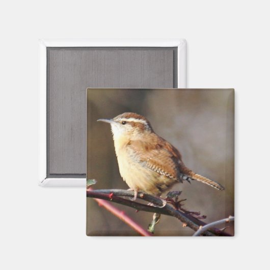 Carolina Wren Magnet (Vorderseite/Rückseite)