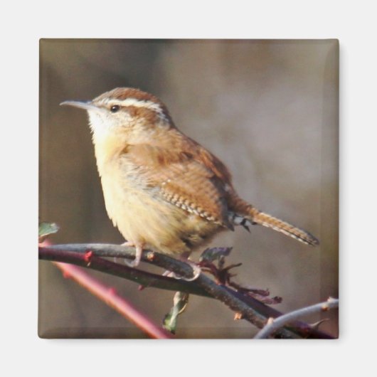 Carolina Wren Magnet (Vorne)