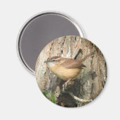 Carolina Wren Magnet (Vorderseite/Rückseite)