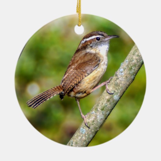 Carolina Wren Ornament (Hinten)