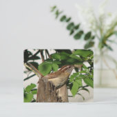 Carolina Wren Postcard Postkarte (Stehend Vorderseite)