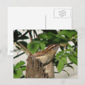 Carolina Wren Postcard Postkarte (Vorne/Hinten)