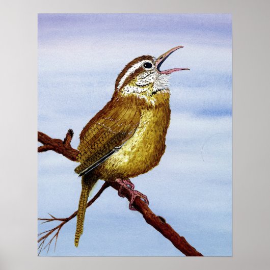 Carolina Wren Poster (Vorne)