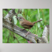 Carolina Wren Poster (Vorne)