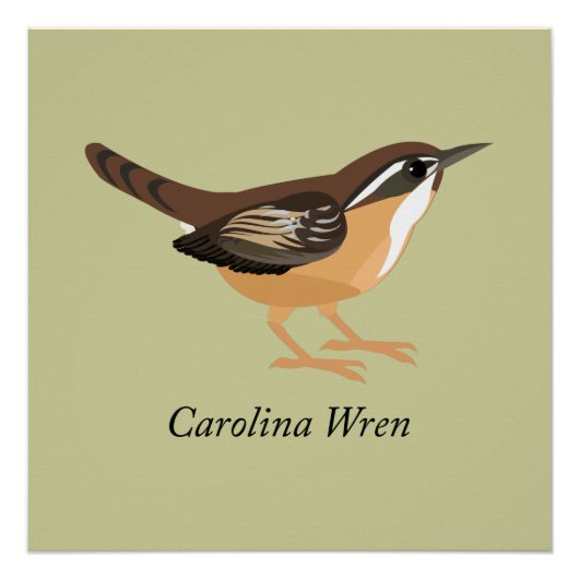 Carolina Wren Poster (Vorderseite)