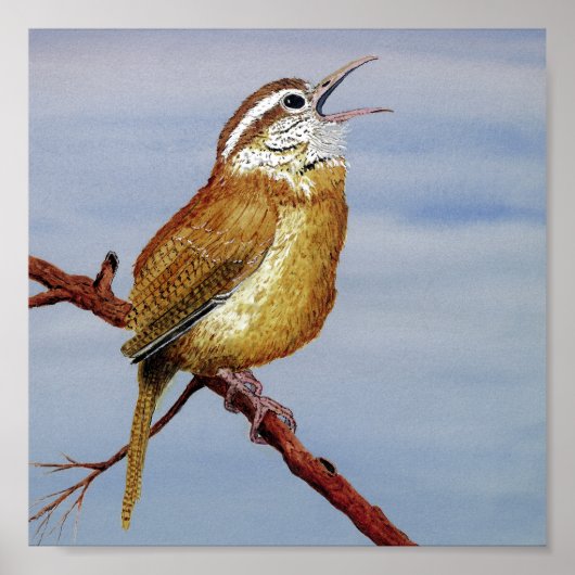 Carolina Wren Poster (Vorne)