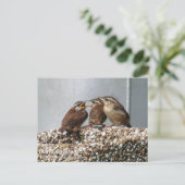 Carolina Wren Postkarte (Stehend Vorderseite)