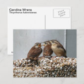 Carolina Wren Postkarte (Vorne/Hinten)