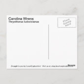 Carolina Wren Postkarte (Rückseite)