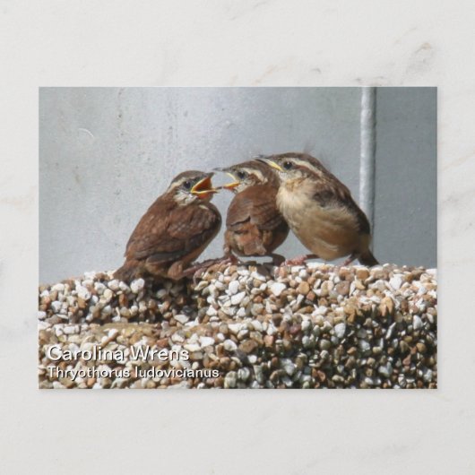 Carolina Wren Postkarte (Vorderseite)