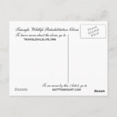 Carolina Wren Postkarte (Rückseite)