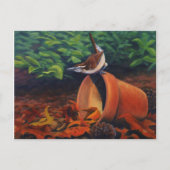 Carolina Wren Postkarte (Vorderseite)