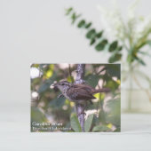 Carolina Wren Postkarte (Stehend Vorderseite)