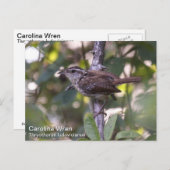 Carolina Wren Postkarte (Vorne/Hinten)