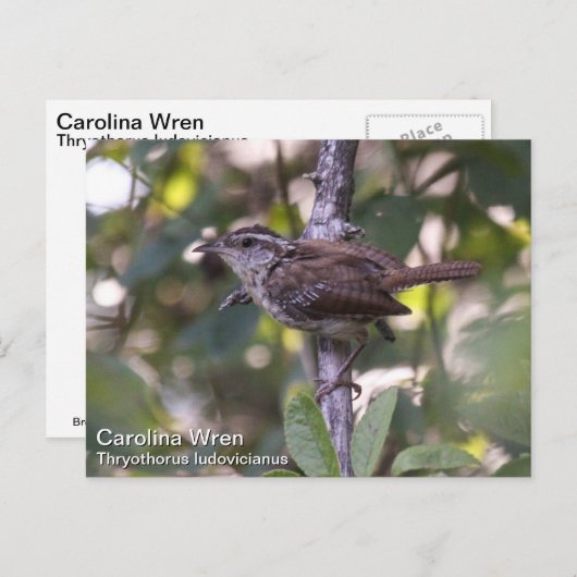 Carolina Wren Postkarte (Vorne/Hinten)