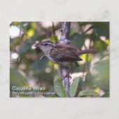Carolina Wren Postkarte (Vorderseite)