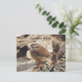 Carolina Wren Postkarte (Stehend Vorderseite)