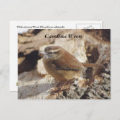 Carolina Wren Postkarte (Vorne/Hinten)