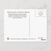 Carolina Wren Postkarte (Rückseite)