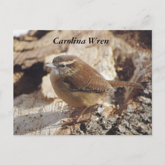 Carolina Wren Postkarte (Vorderseite)