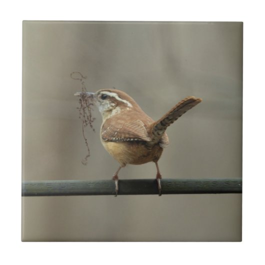 Carolina Wren Songbird Tile Fliese (Vorderseite)
