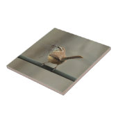 Carolina Wren Songbird Tile Fliese (Seite)
