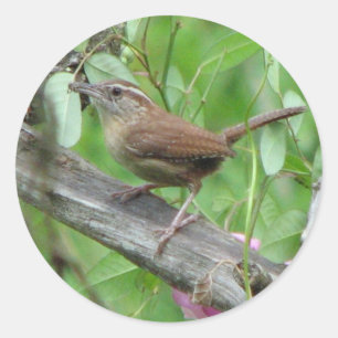 Carolina Wren Sticker