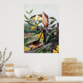 Carolina Wrens und Yellow Jessamin Poster (Küche)