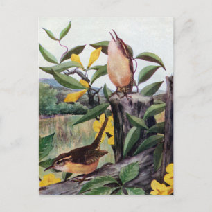 Carolina Wrens und Yellow Jessamin Postkarte