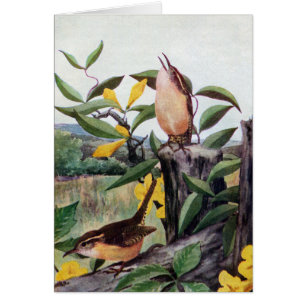 Carolina-Zaunkönige und gelbes Jessamine